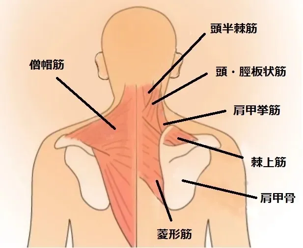 帯広の整骨院が肩こりの原因を徹底解説